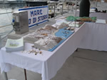 MARE ECO DI STORIA - PLASTICI